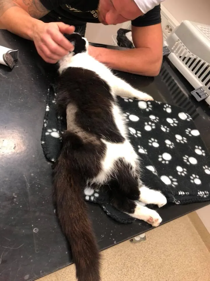 Katta tukli mushukning fotosurati