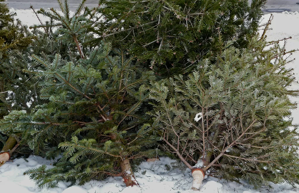 Här kan du slänga din julgran på Södermalm Mitt i