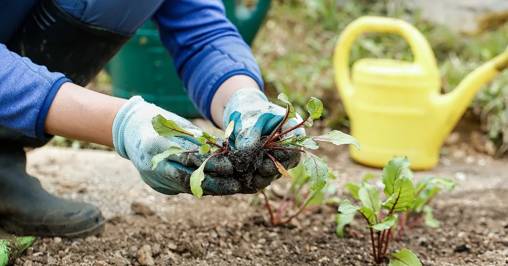 Solna stad söker finsktalande ungdomar – här är årets sommarjobb