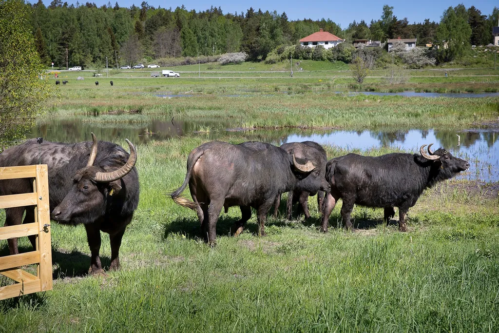 Värmdös bufflar har fått namn – säg hej till Majsan och Bibbi | Mitt i