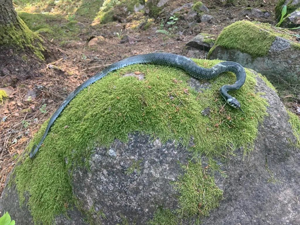 Polisen högg på ormlarm: huggorm var snok | Mitt i